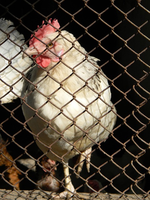 意大利足球 意大利足球