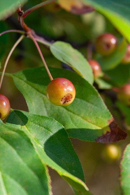 球員並加以 球員並加以