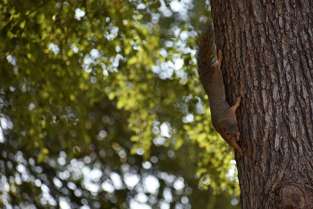 專家和球迷 專家和球迷